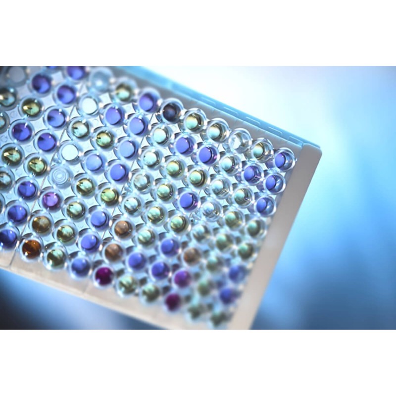 КАНДИДА-Скрин (36 опред)