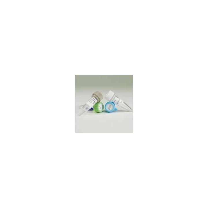 Векторная система pGEM®-T