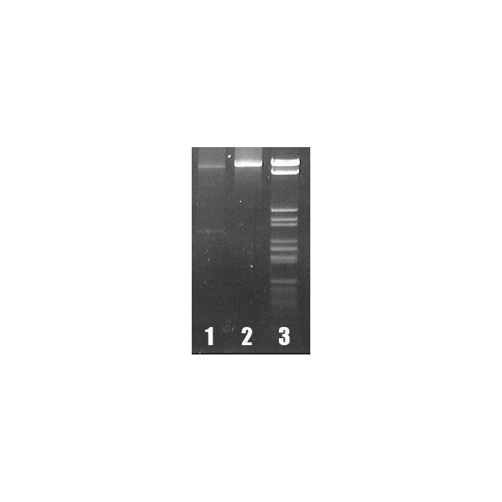 dCTP (ферм.)