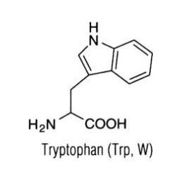 L-Триптофан