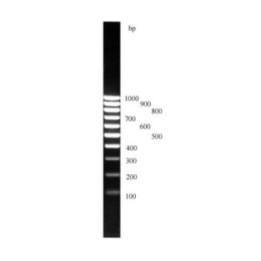 ДНК-маркеры 100 bp (10 фрагментов от 100 до 1000 bp)