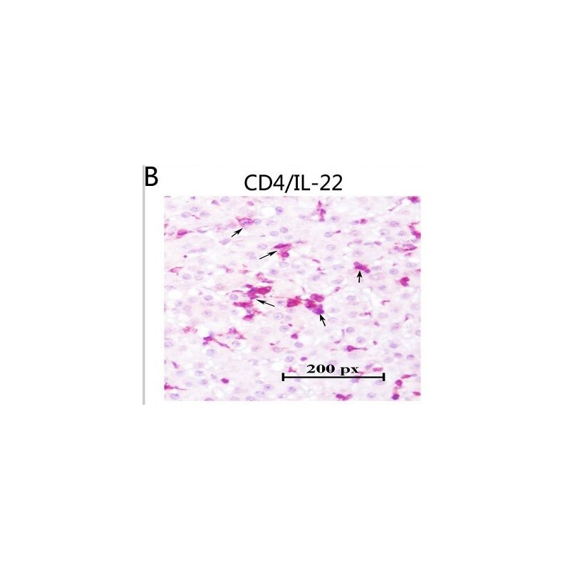 Козьи поликлональные вторичные антителла к мышиным LgG (H&L)- тяжелая и легкая цепи (HRP), 1мг